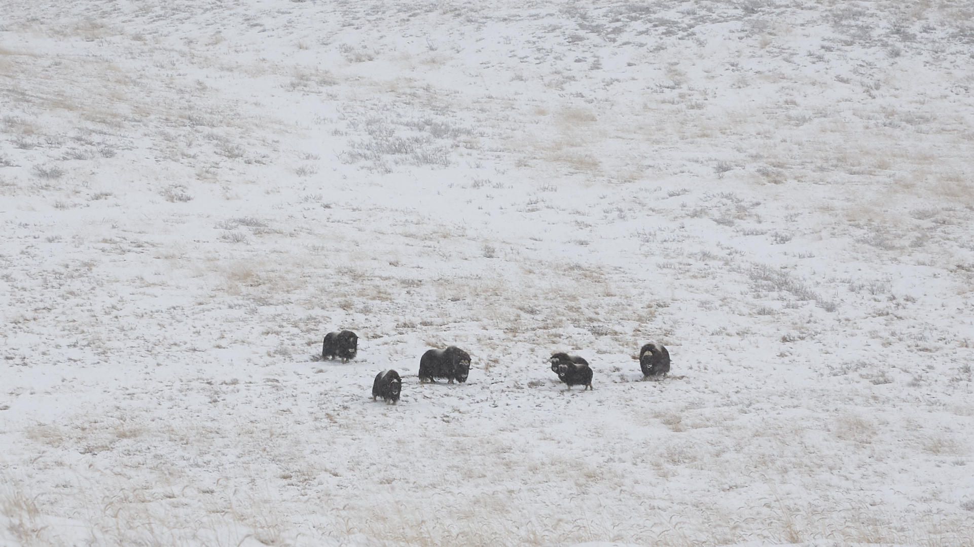 Musk Ox Musk Ox