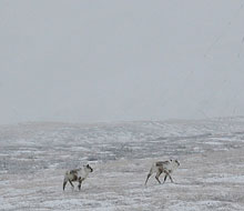 Reindeers Reindeers