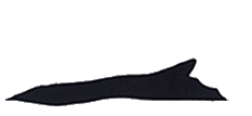 Humpback Whale