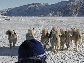 Dog sledding day trip